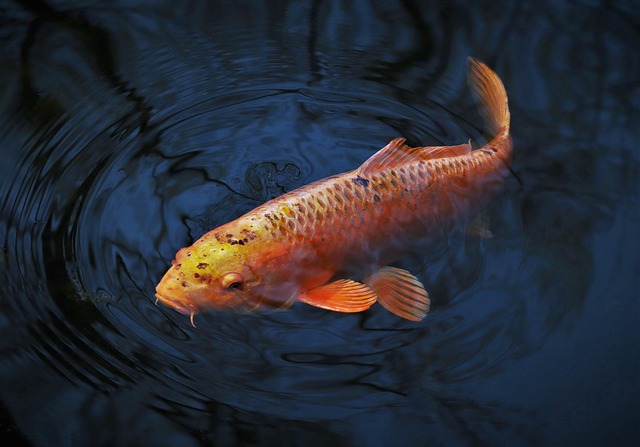 Vattnet är fiskarnas hem